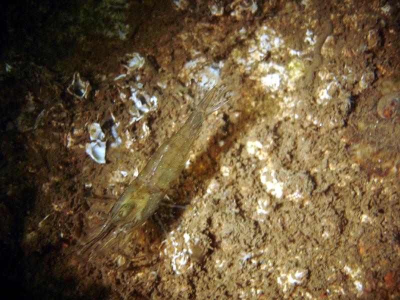 07 ZL 013.JPG